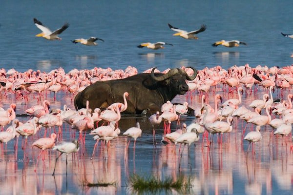 Lake Nakuru National Park