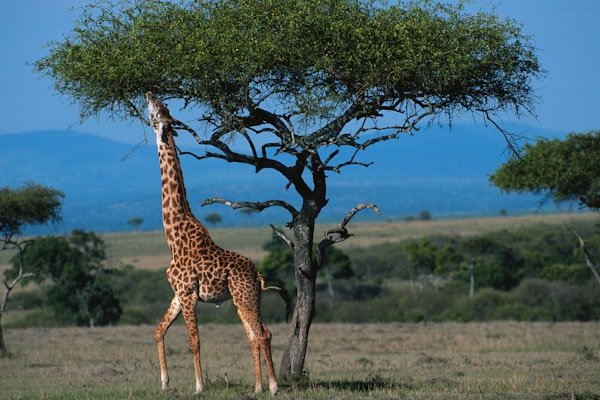 Samburu National Reserve